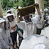 Közösségi Méz - Új Múzeum Méheknek - Városi méhészet nyílik Budapesten!