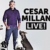 Cesar Millan Budapesten! Az Arénában a kutyadoki! Jegyek itt!