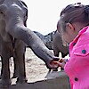 Safari Park - Nagykőrös - A 2025-ös nyitvatartás, jegyárak és cím itt!