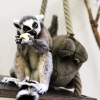 Új gyűrűsfarkú maki érkezett a Szegedi Vadasparkba