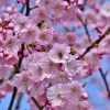 Ünnepeld a Cseresznyefa virágzást - 5 elképesztő program!