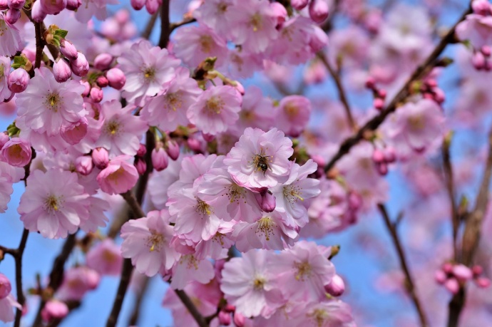 Cseresznyevirágzás - INGYENES séta Budán